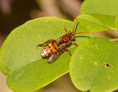 Nomada flava