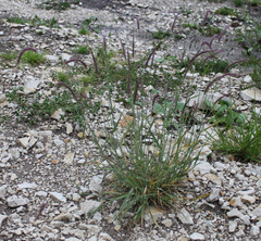 Hordeum brevisubulatum