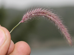 Hordeum brevisubulatum
