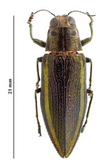 Iridotaenia limbata