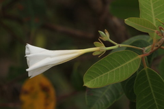 Rhabdadenia