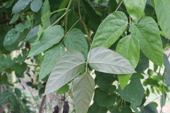 Mucuna sloanei