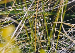 Thymus lacaitae