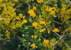 Coronilla minima lotoides