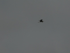 Ardea purpurea bournei