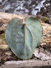 Marmara smilacisella