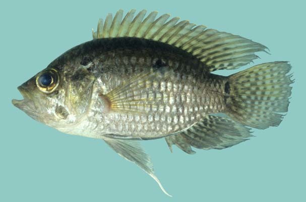Bigeye Cichlid