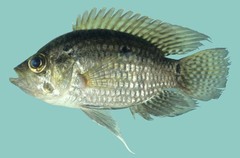 Bigeye Cichlid photo 1