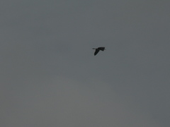 Ardea purpurea bournei