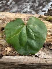 Marmara smilacisella