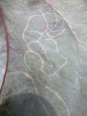 Marmara smilacisella