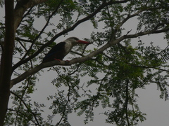Halcyon leucocephala acteon