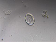 Cocconeis