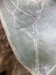 Marmara smilacisella