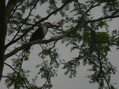 Halcyon leucocephala acteon