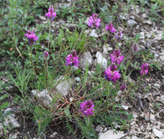 Onobrychis daghestanica
