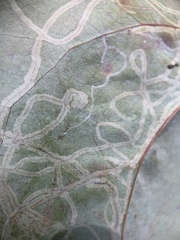 Marmara smilacisella