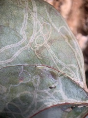 Marmara smilacisella