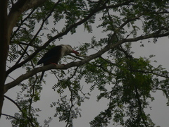 Halcyon leucocephala acteon