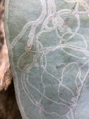 Marmara smilacisella