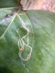 Marmara smilacisella