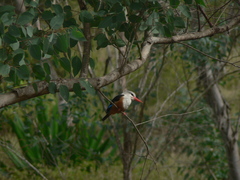 Halcyon leucocephala acteon