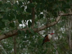 Halcyon leucocephala acteon
