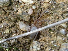 Gnaphosidae