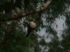 Halcyon leucocephala acteon