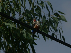 Halcyon leucocephala acteon