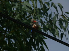 Halcyon leucocephala acteon