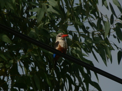 Halcyon leucocephala acteon