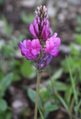 Onobrychis daghestanica