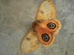 Automeris jucunda