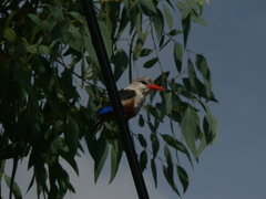 Halcyon leucocephala acteon