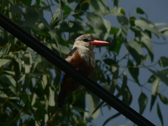 Halcyon leucocephala acteon