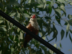 Halcyon leucocephala acteon