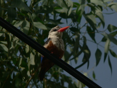 Halcyon leucocephala acteon