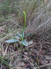 Ophrys sphegodes massiliensis