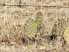 Opuntia chlorotica