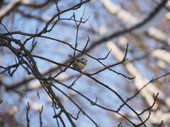 Cyanistes caeruleus