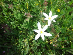Ornithogalum bourgaeanum