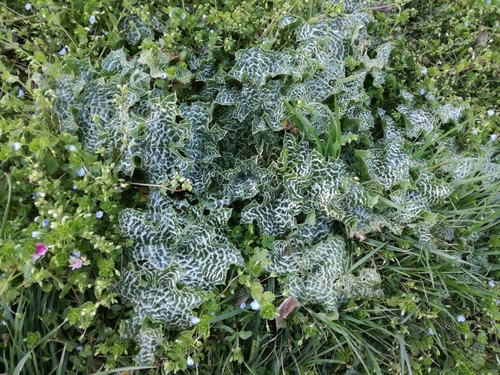 Sikavica (Silybum marianum)