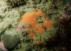 Clathria