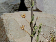 Pedaliaceae