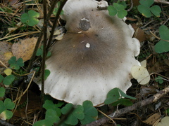 Tricholoma virgatum