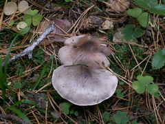 Tricholoma virgatum