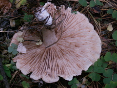 Tricholoma virgatum