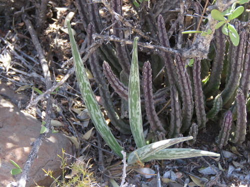Gonostemon olivaceus (N.E.Br.) P.V.Heath 4