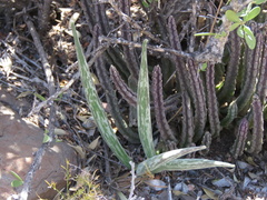 Stapelia olivacea